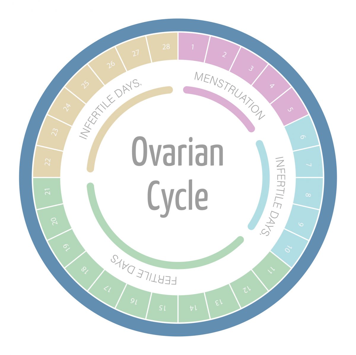 Calculatrice de la fertilité selon votre âge et calendrier dovulation